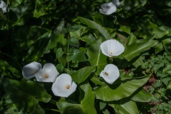 DSC0747